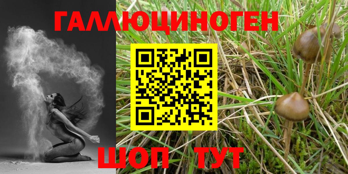 Новотроицк  Псилоцибиновые грибы мухоморы  дарнет шоп  Псилоцибиновые грибы Psilocybine cubensis  Вход с VPN 